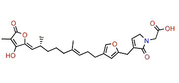 (R)-Ircinialactam E